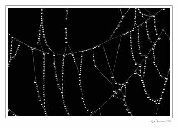 spider web n dew.jpg